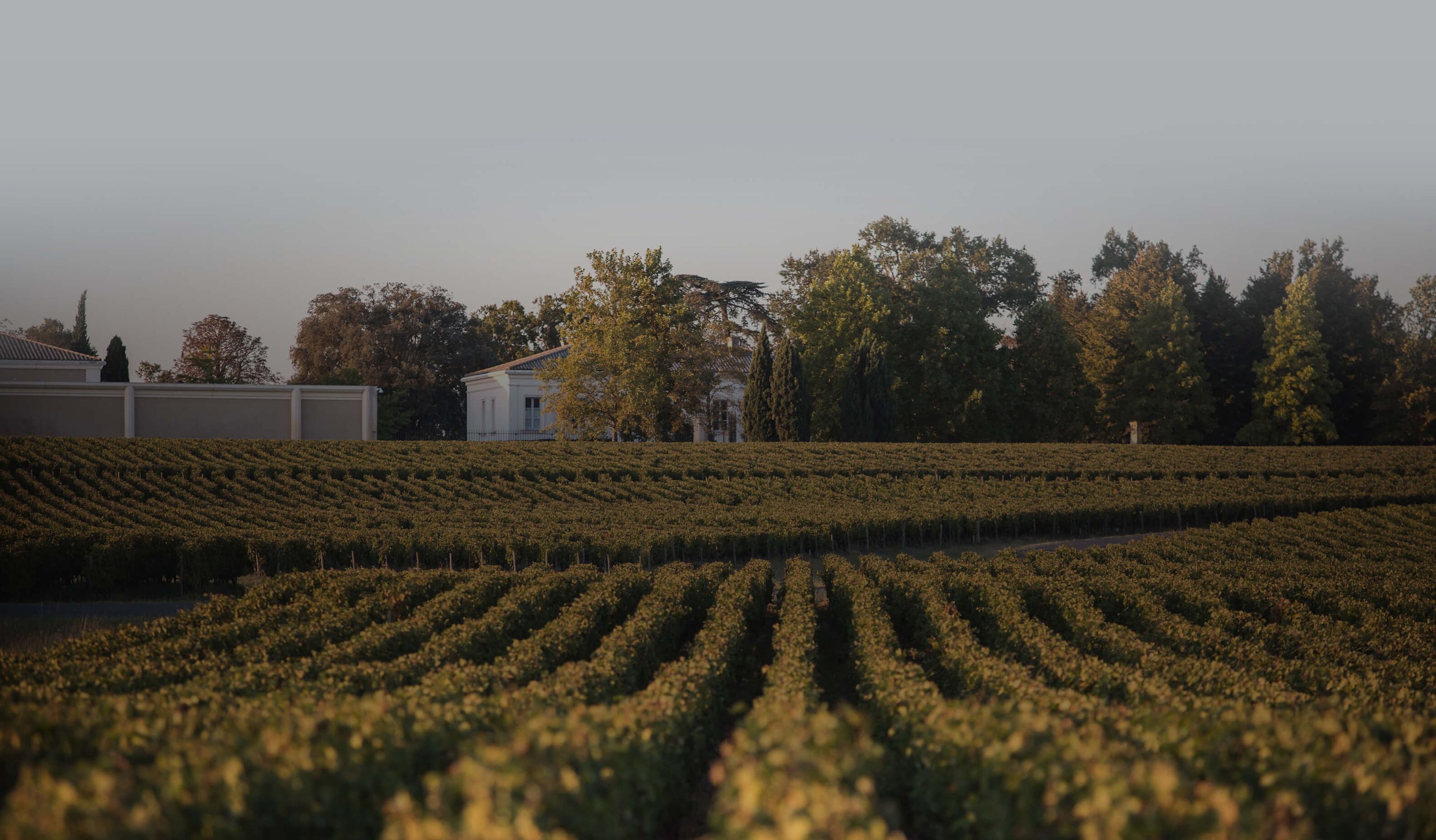 Château la Cardonne - Médoc