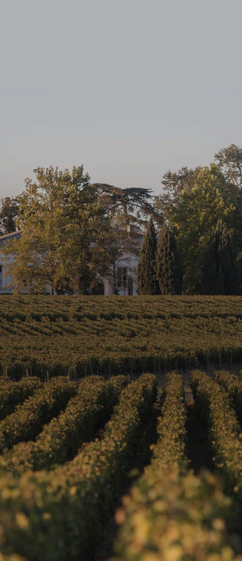 Château la Cardonne - Médoc