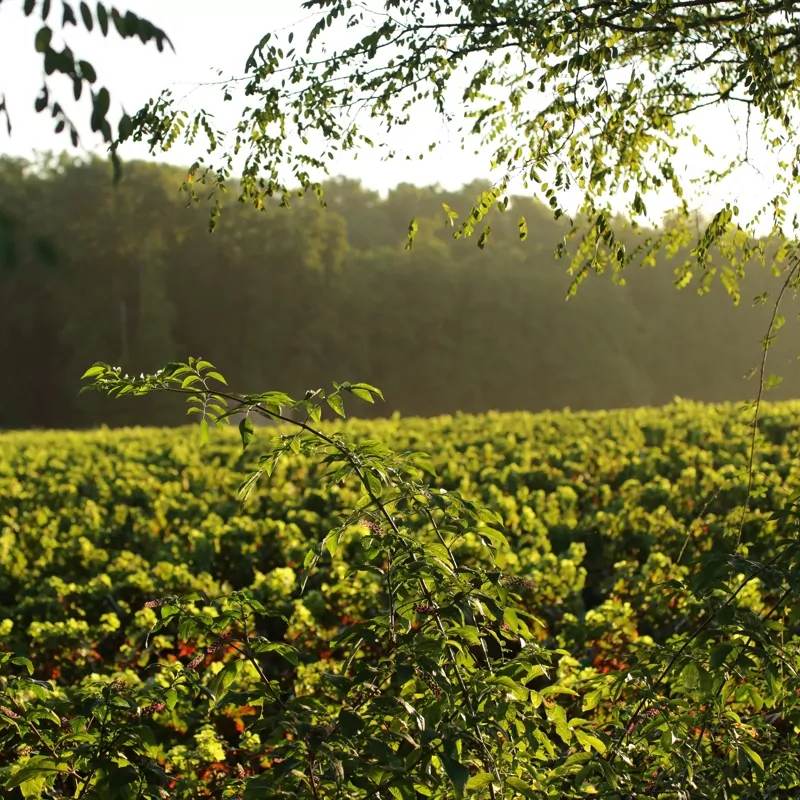 Cave de vins à Chateau Clare