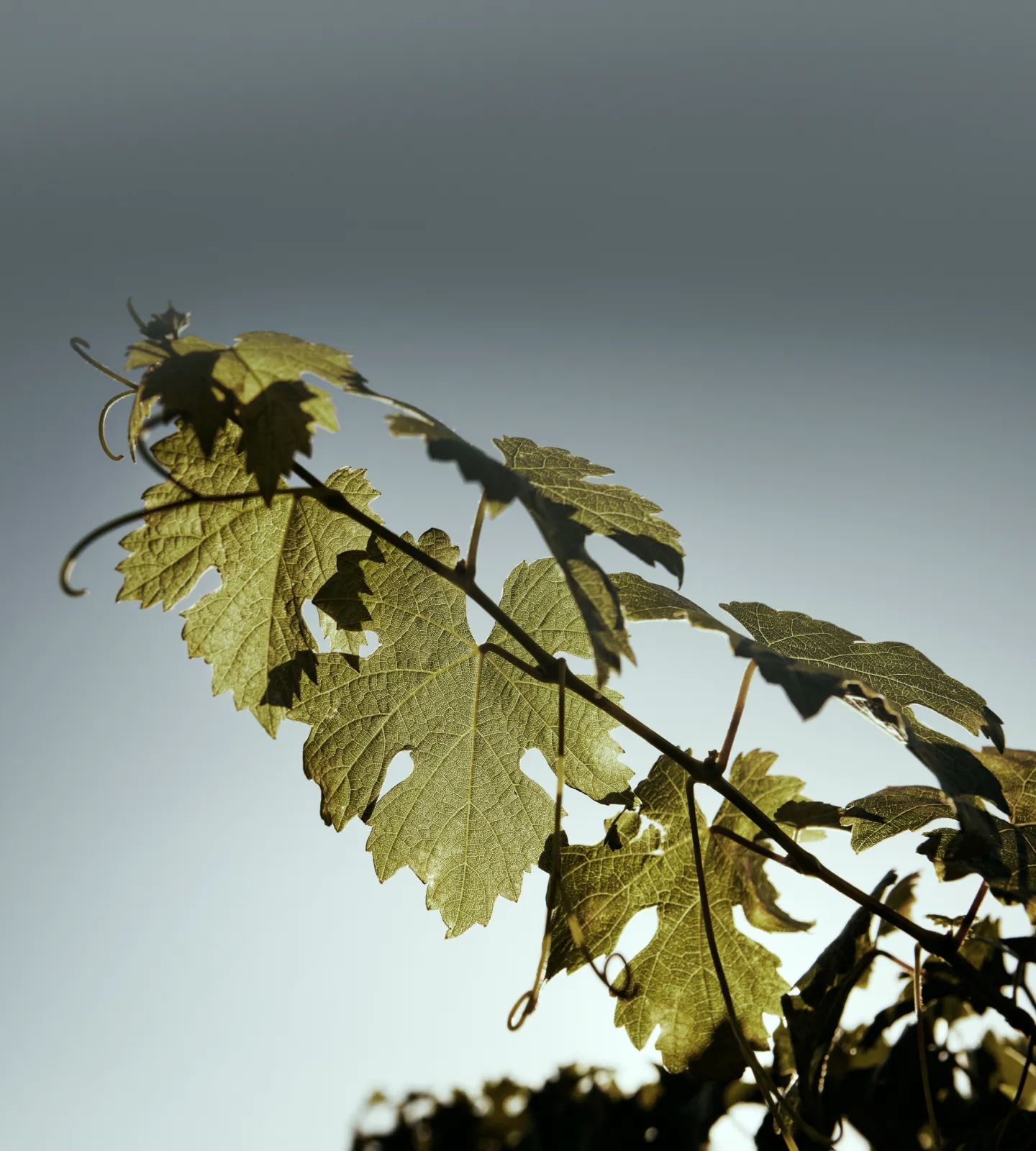 domaine chateau palmer