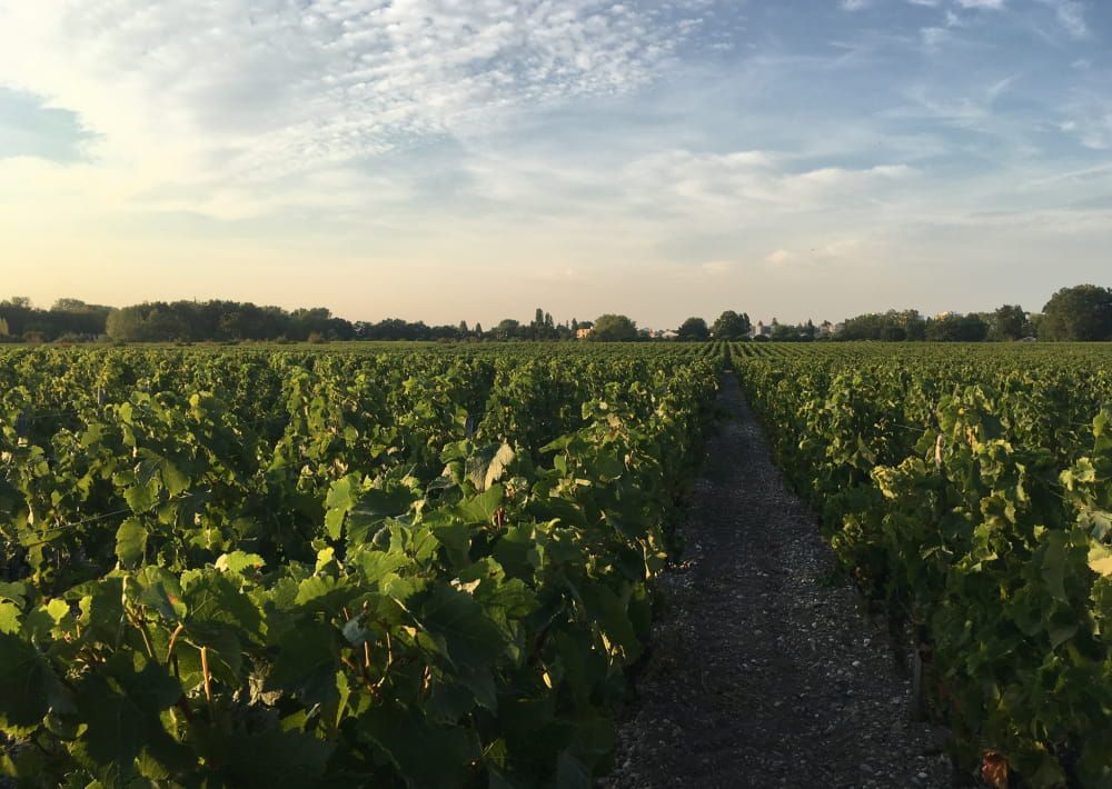 Château Luchey-Halde — photo 11