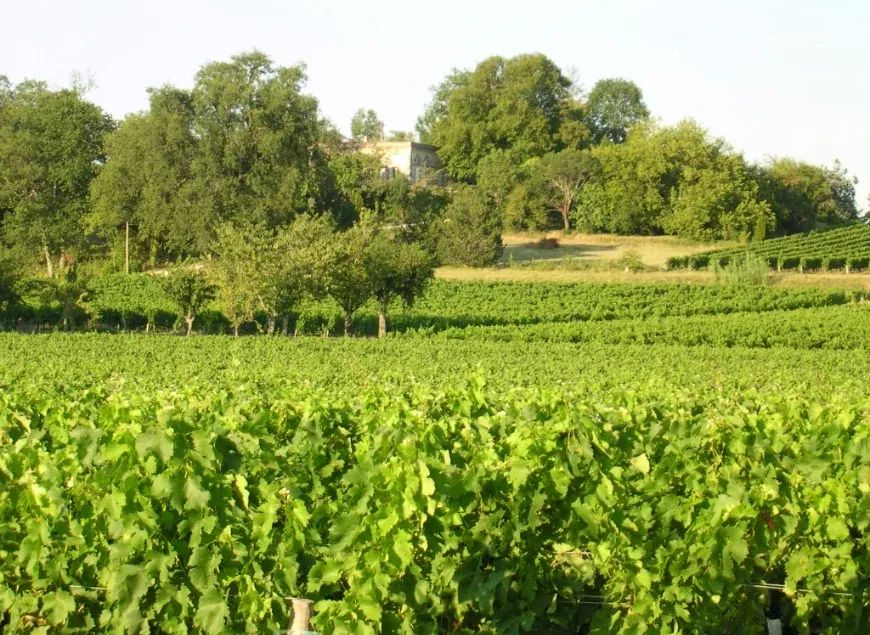 Château la Roseraie - Blaye-Côtes-de-Bordeaux