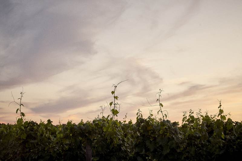 Château Pichon Longueville Comtesse de Lalande - Pauillac