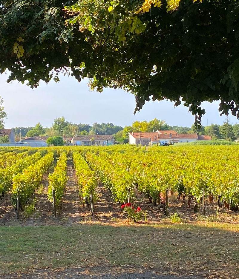 Château d'Osmond - Haut-Médoc