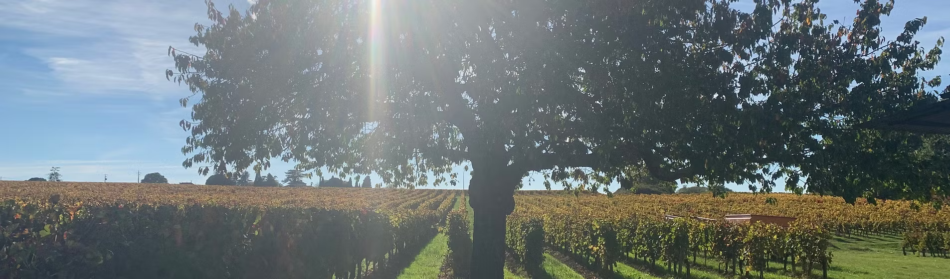 Vignes bio sous le soleil
