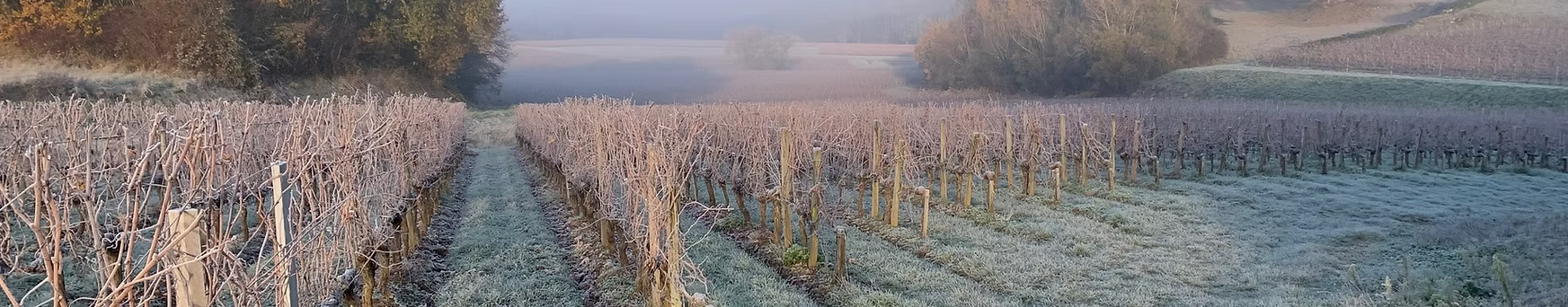 Domaine des 4 Vents - Puisseguin-Saint-Émilion