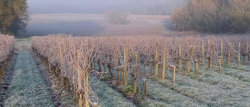 vin naturel Puisseguin Saint Emilion