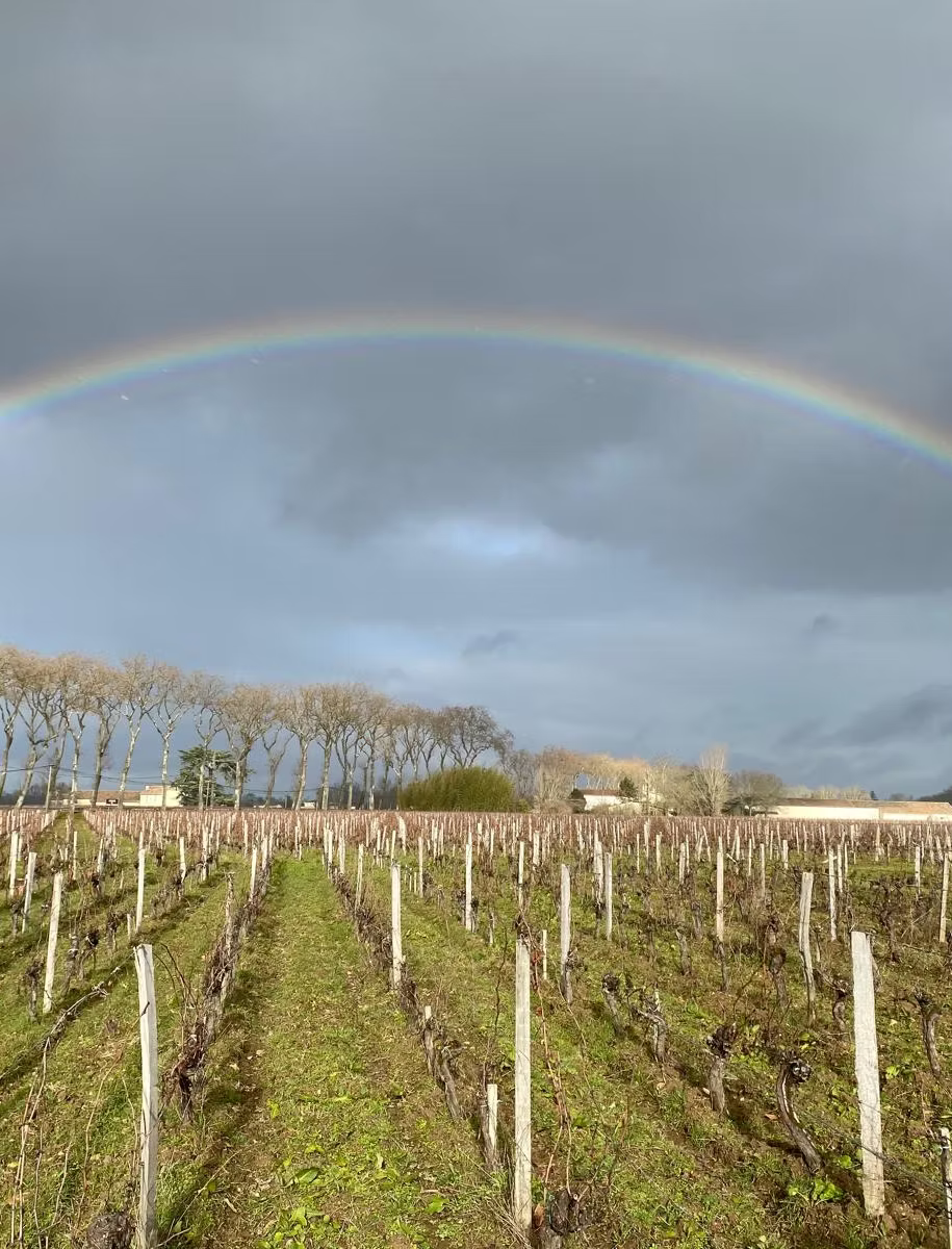 vignoble-roses-camille