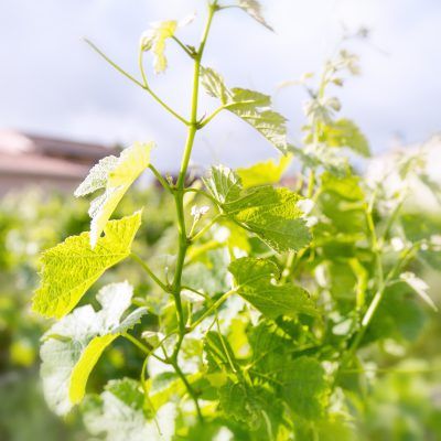 Vignobles Bourdillas - Côtes de Bourg