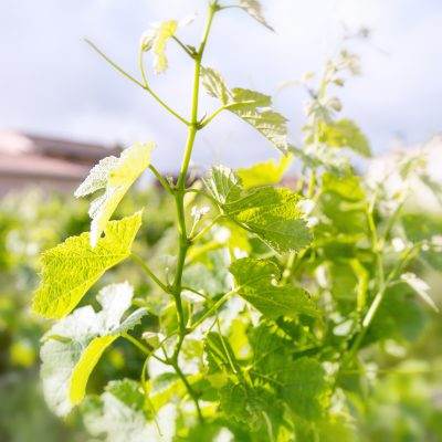 Vignobles Bourdillas — photo principale