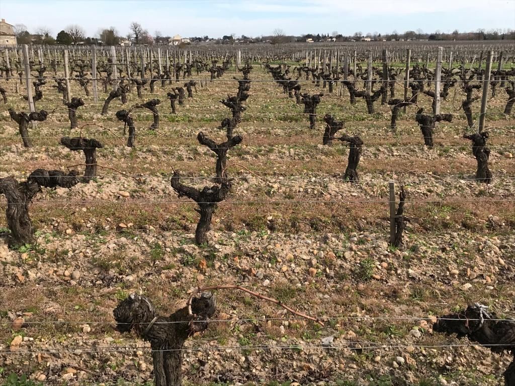 Les vignes en hiver après la taille