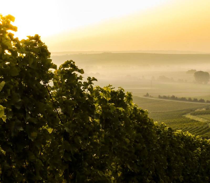 Château Castagnac - Fronsac