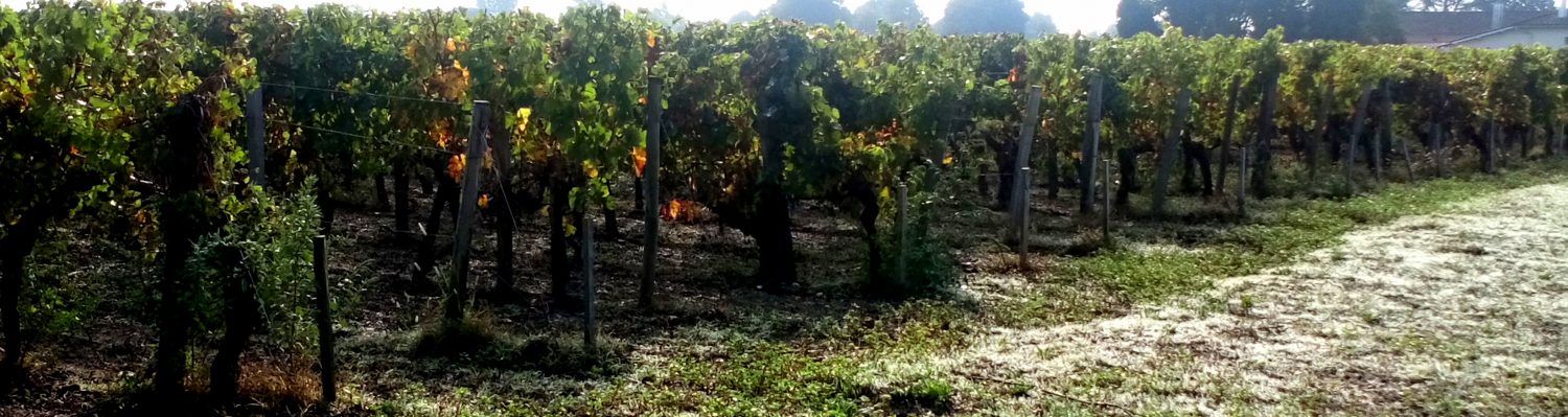 Domaine du Boutail — photo 1