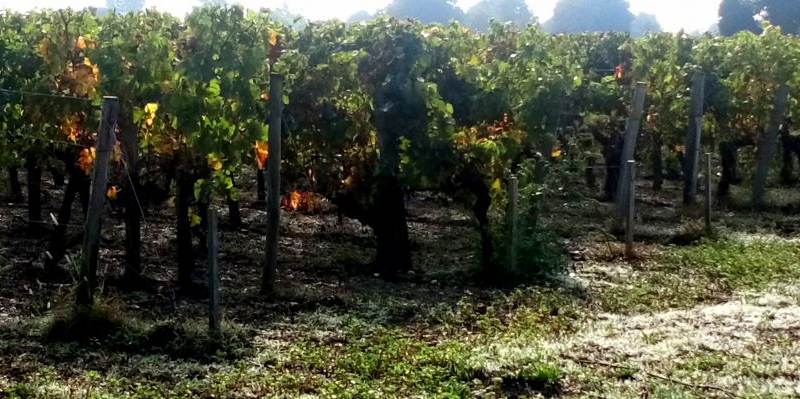 Domaine du Boutail — photo principale