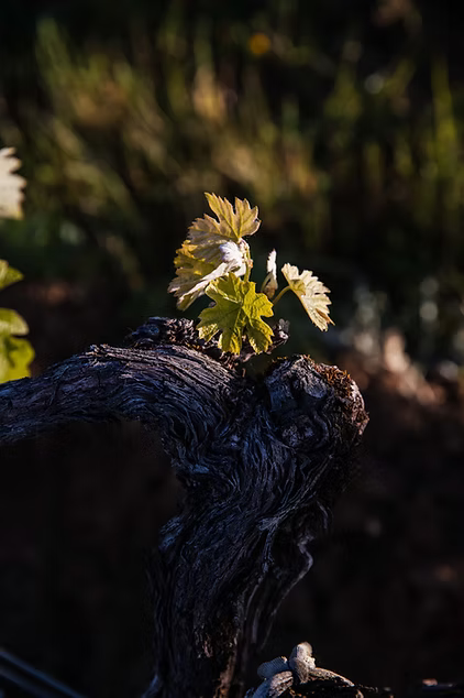 Jeune pousse de vigne