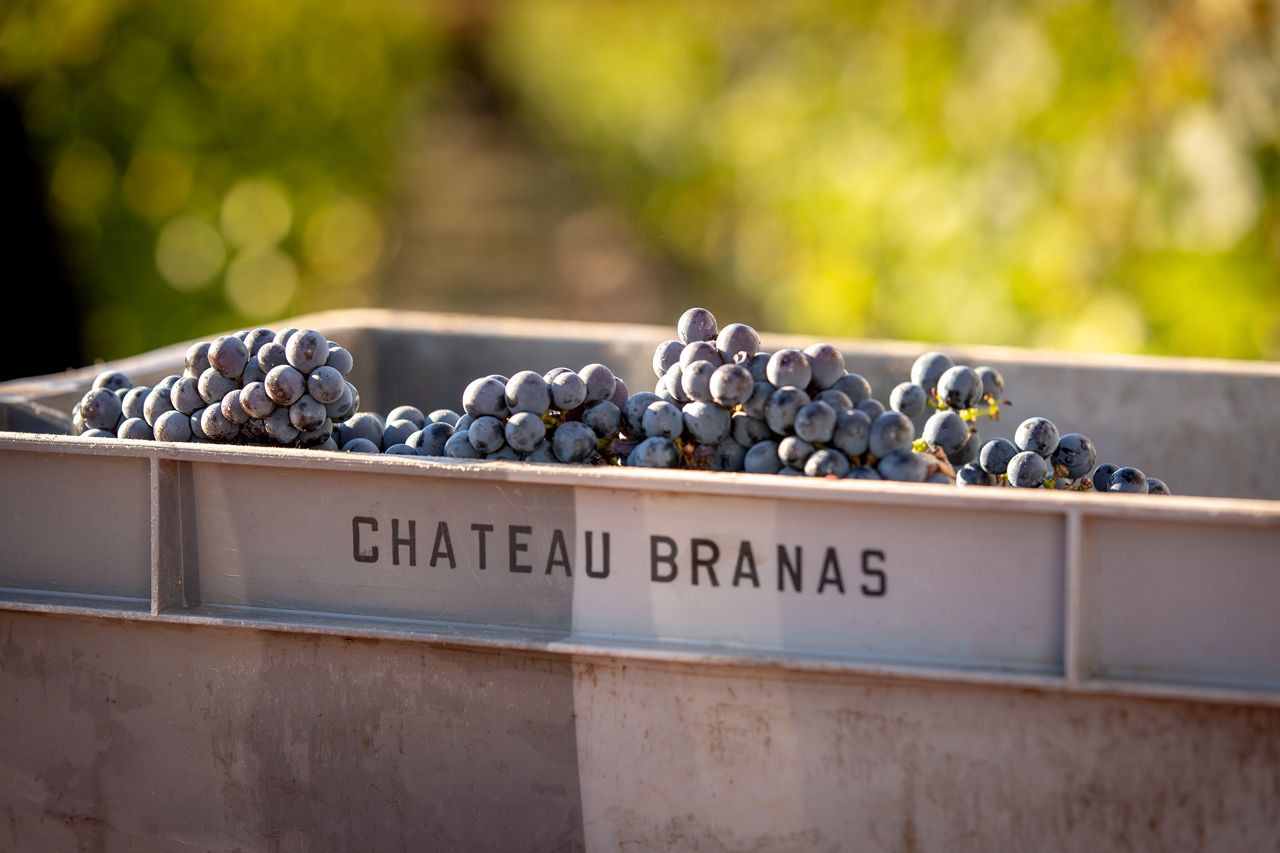 Château Branas Grand Poujeaux - Moulis-en-Médoc