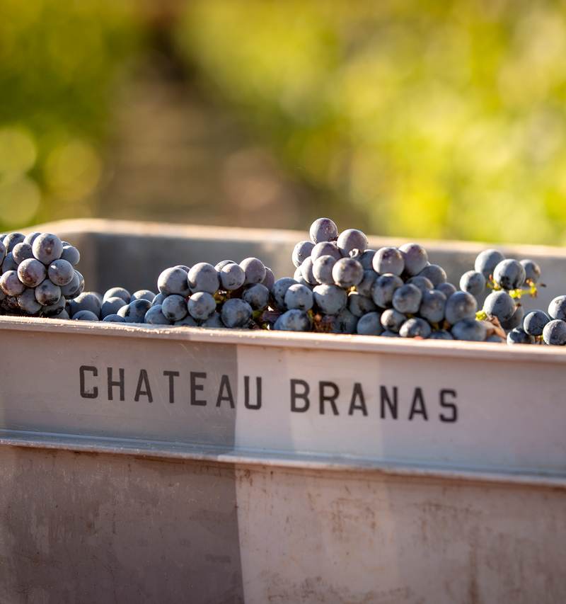 Château Branas Grand Poujeaux - Moulis-en-Médoc
