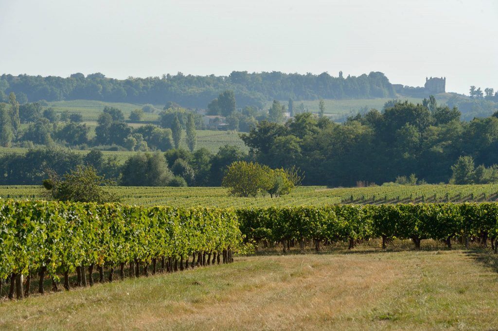Château Franc Cardinal — photo 6