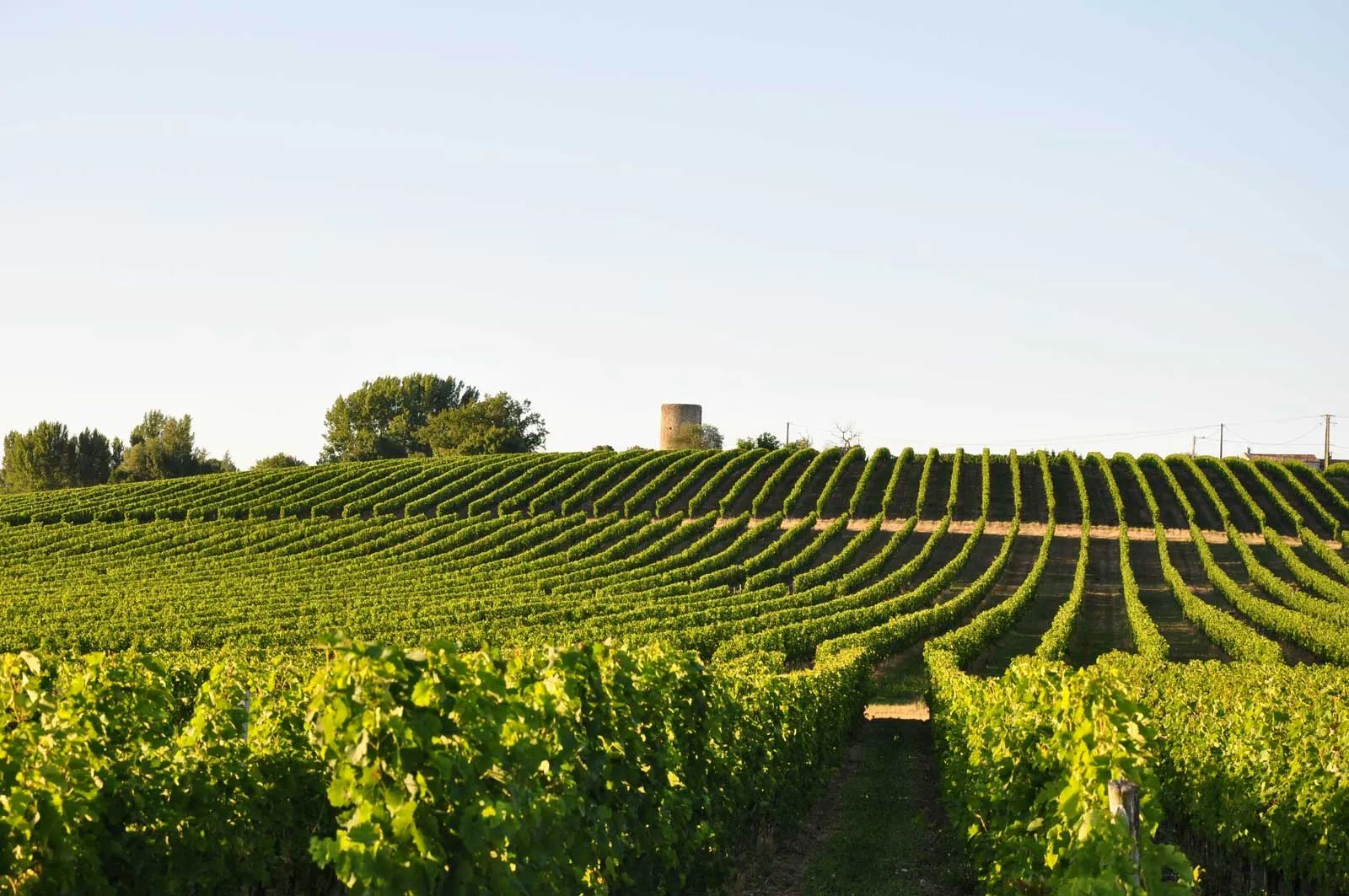 Domaine des Graves d'Ardonneau — photo 8