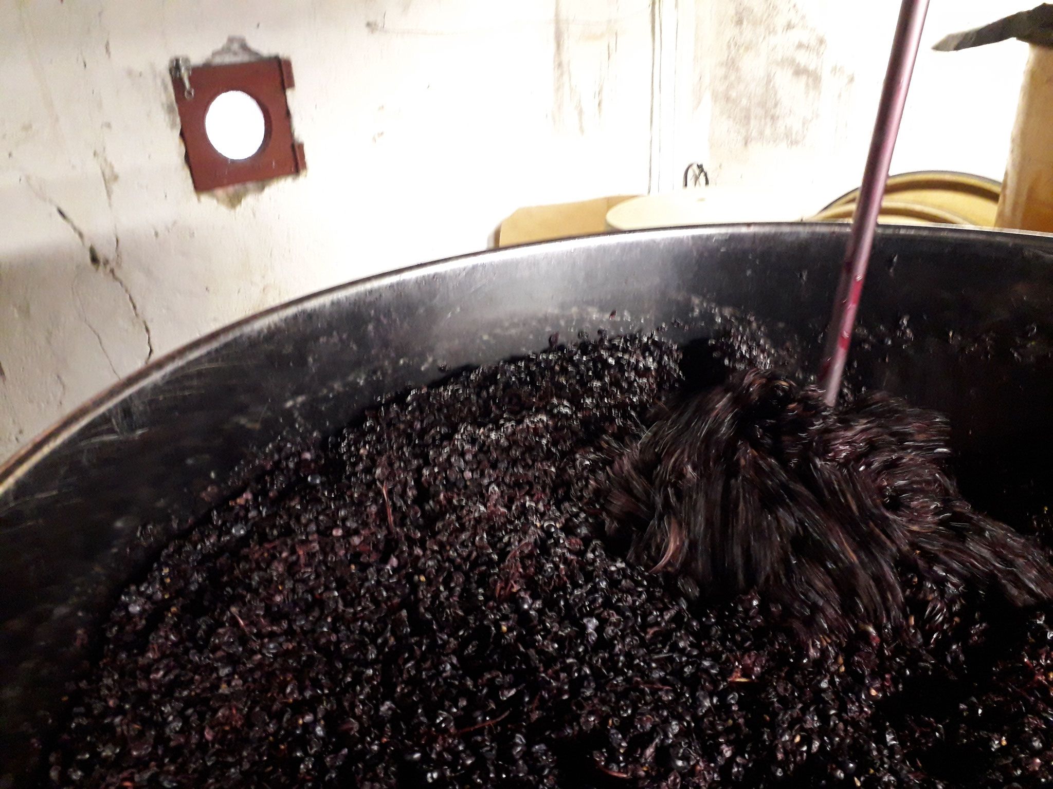 Fermentation alcoolique en cours,,, le pigeage aide à la diffusion dans le jus, de la couleur et des tanins présents dans…