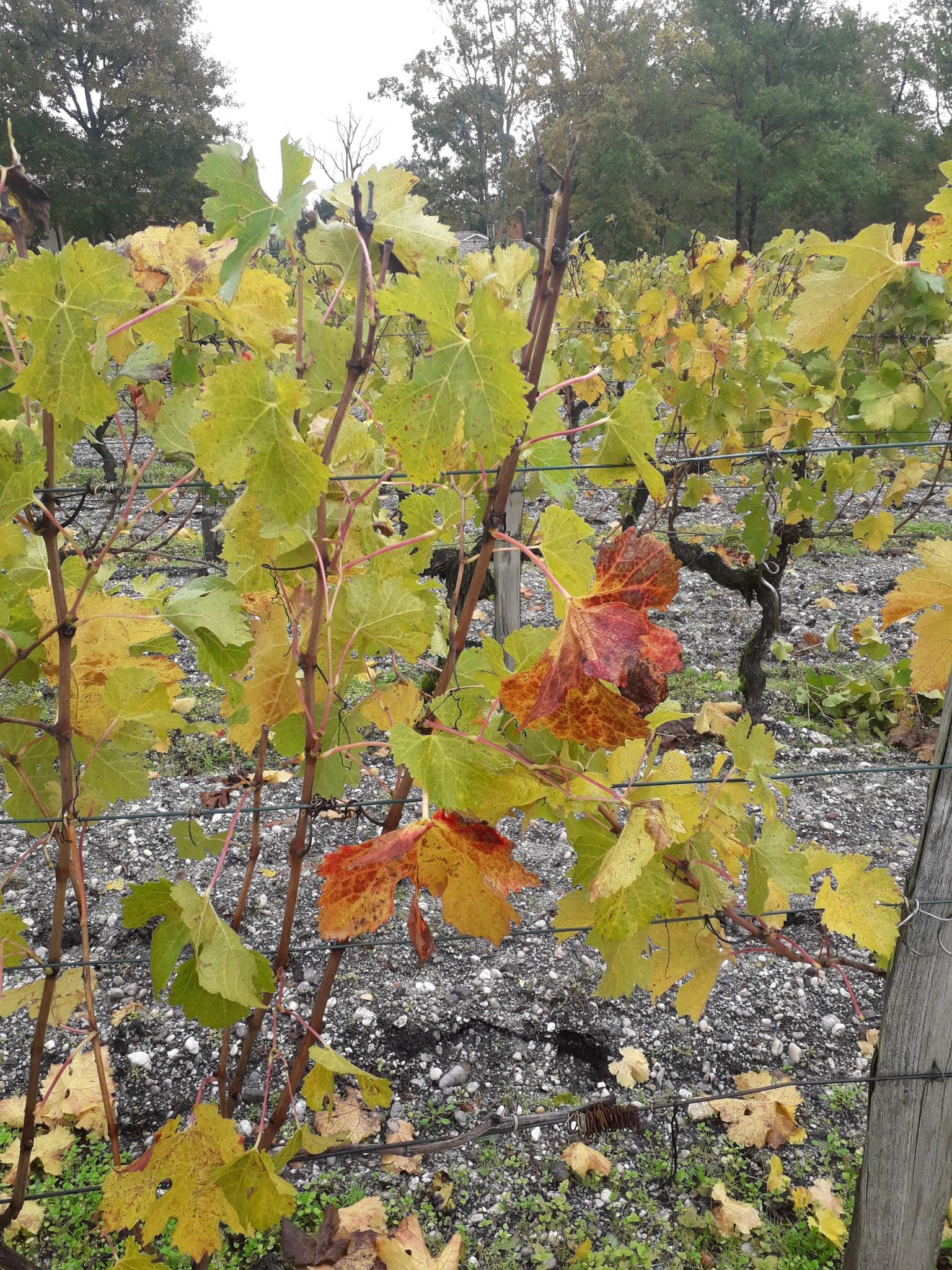 couleur d'automne dans les vignes de couquereau...