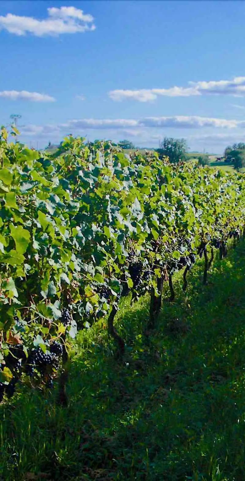 Chateau Cajus Vignoble bio