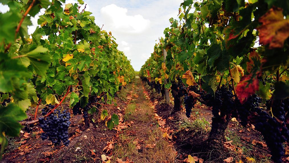 Vignobles des Quatre Vents - Margaux