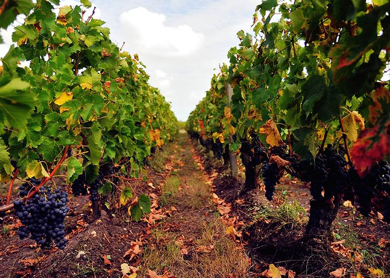 Vignobles des Quatre Vents — photo principale