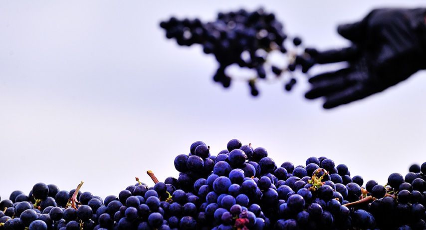 Vignobles des Quatre Vents — photo 4