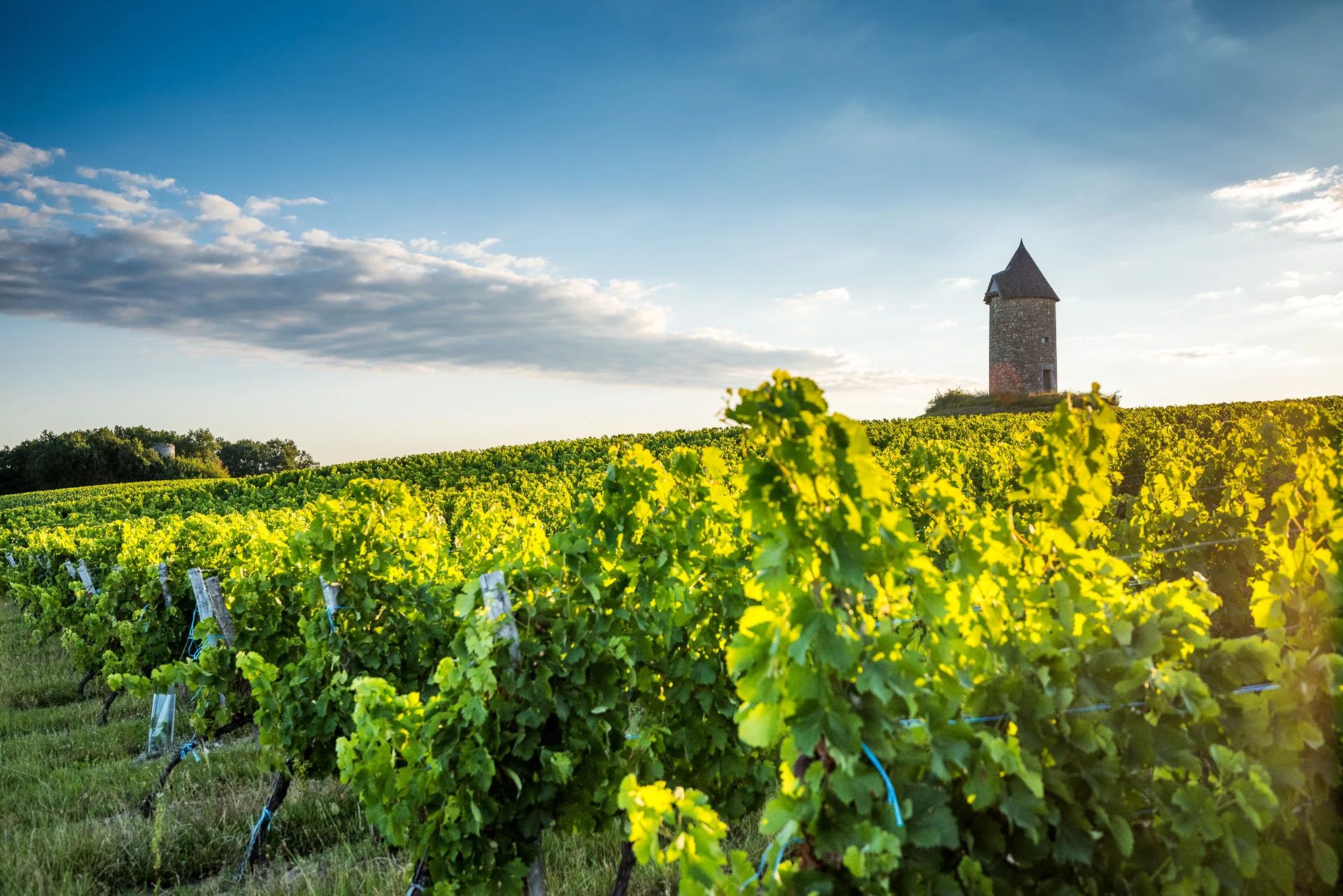 Château Martet - Sainte-Foy Côtes de Bordeaux