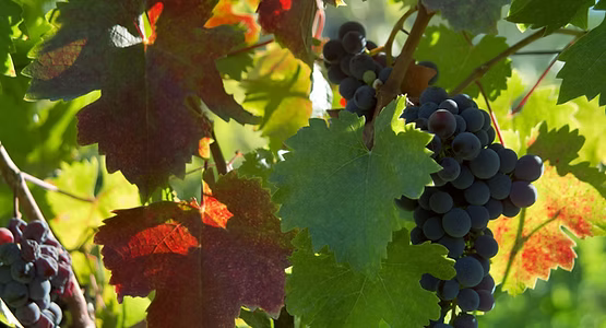 Domaine de Micouleau — photo 2