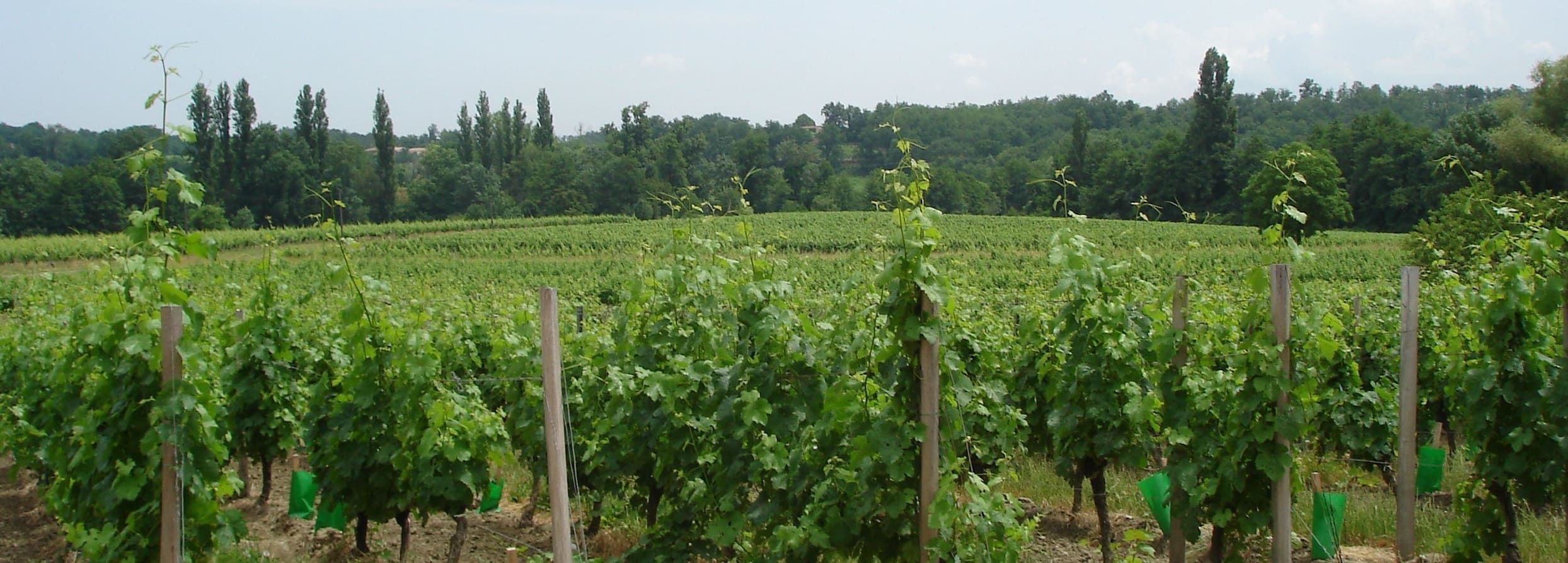Château de l'Anglais — photo 1