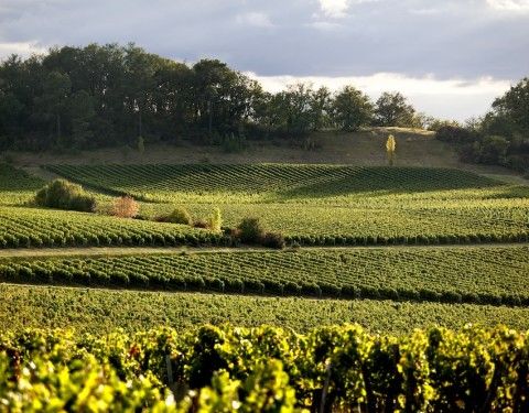 Vignobles Hermouet — photo 2