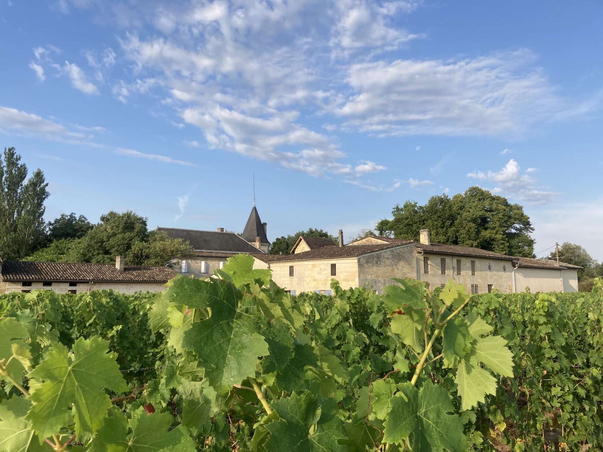 Château Gueyrosse vignoble