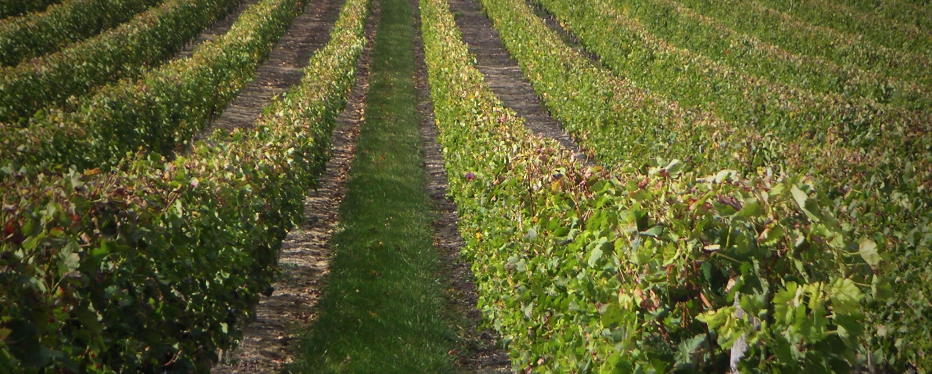 Château Bejac Romelys - Médoc