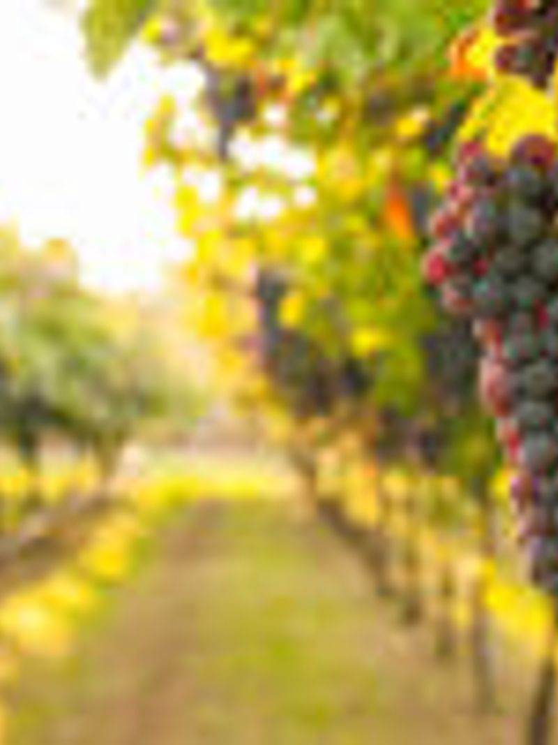 vignoble