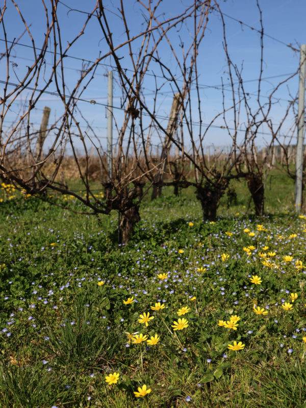 vignes fleuries du chateau pillebois