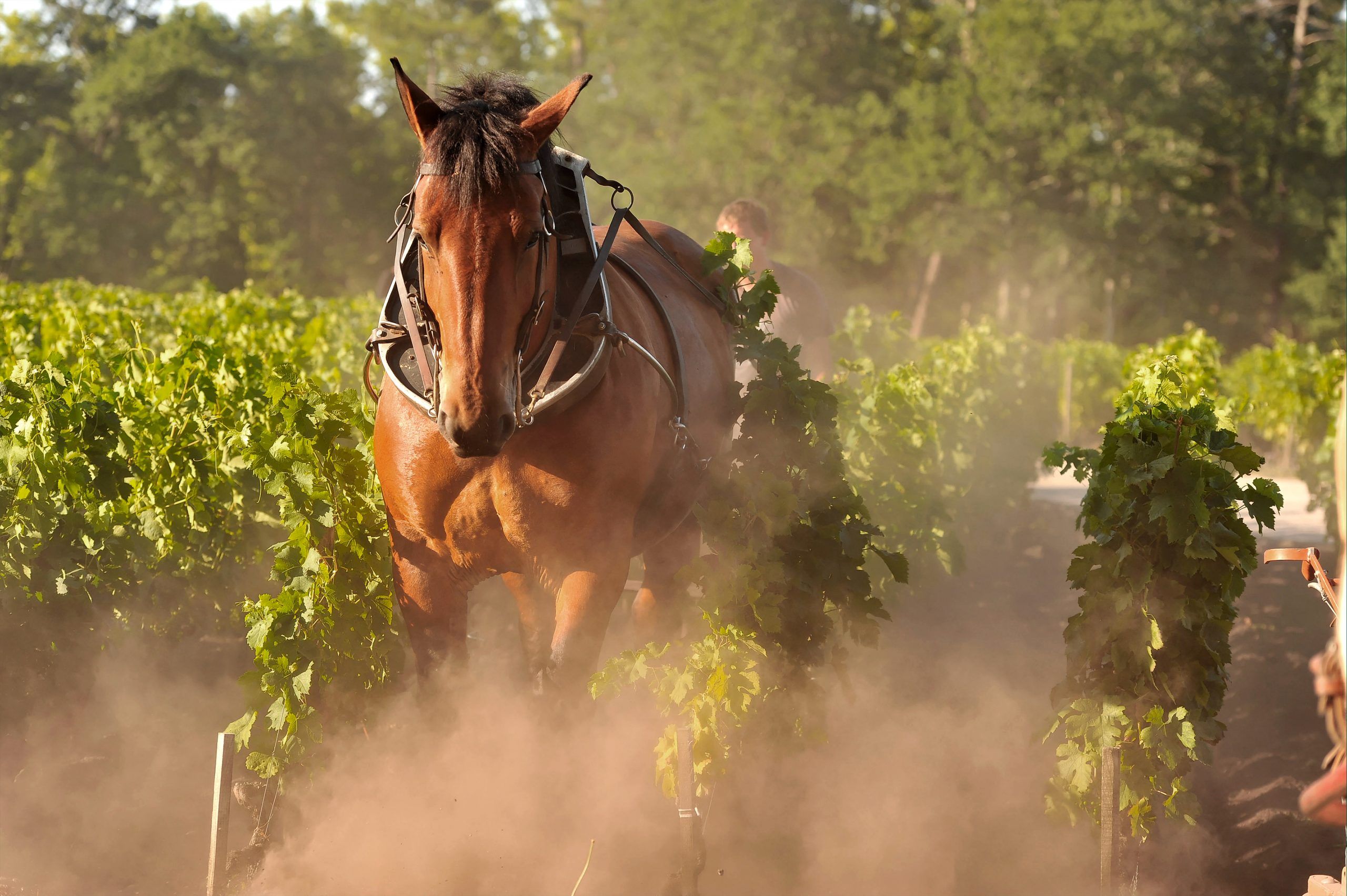 Domaine de Chevalier — photo 1
