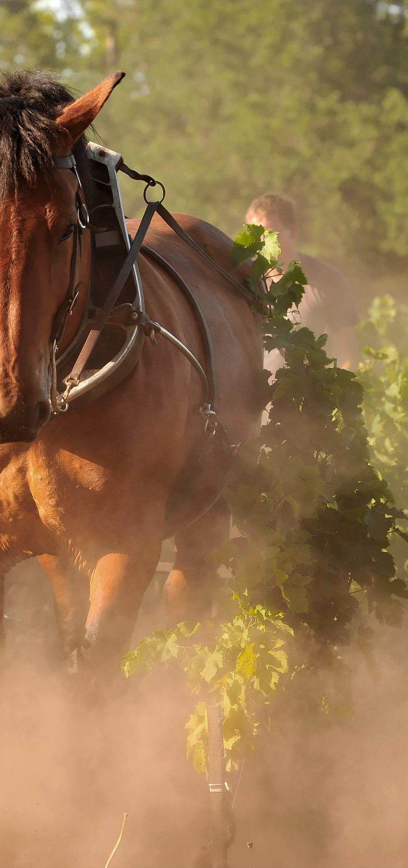 Domaine de Chevalier - Pessac-Léognan