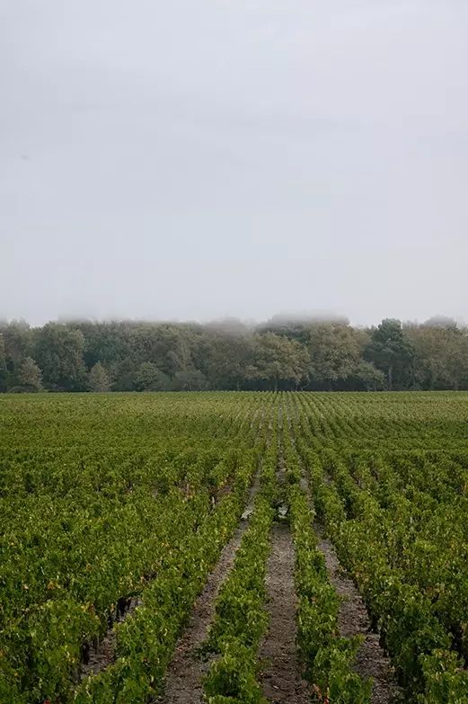 Domaine de Chevalier — photo 4