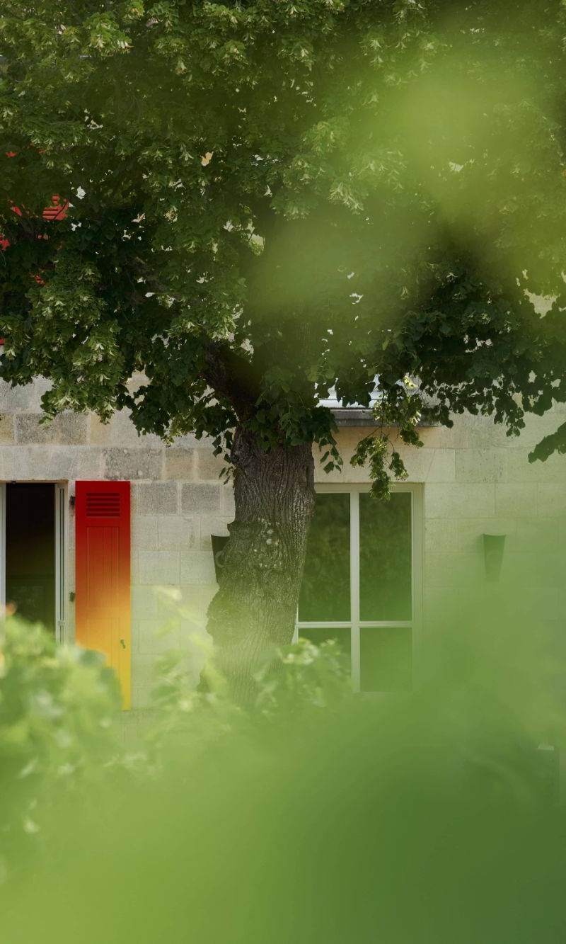 View of chateau Clinet through a gap in the vines.