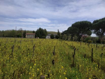 Château Calcis — photo 2