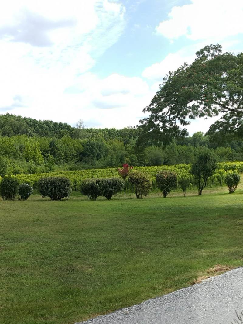 Château Calcis - Barsac