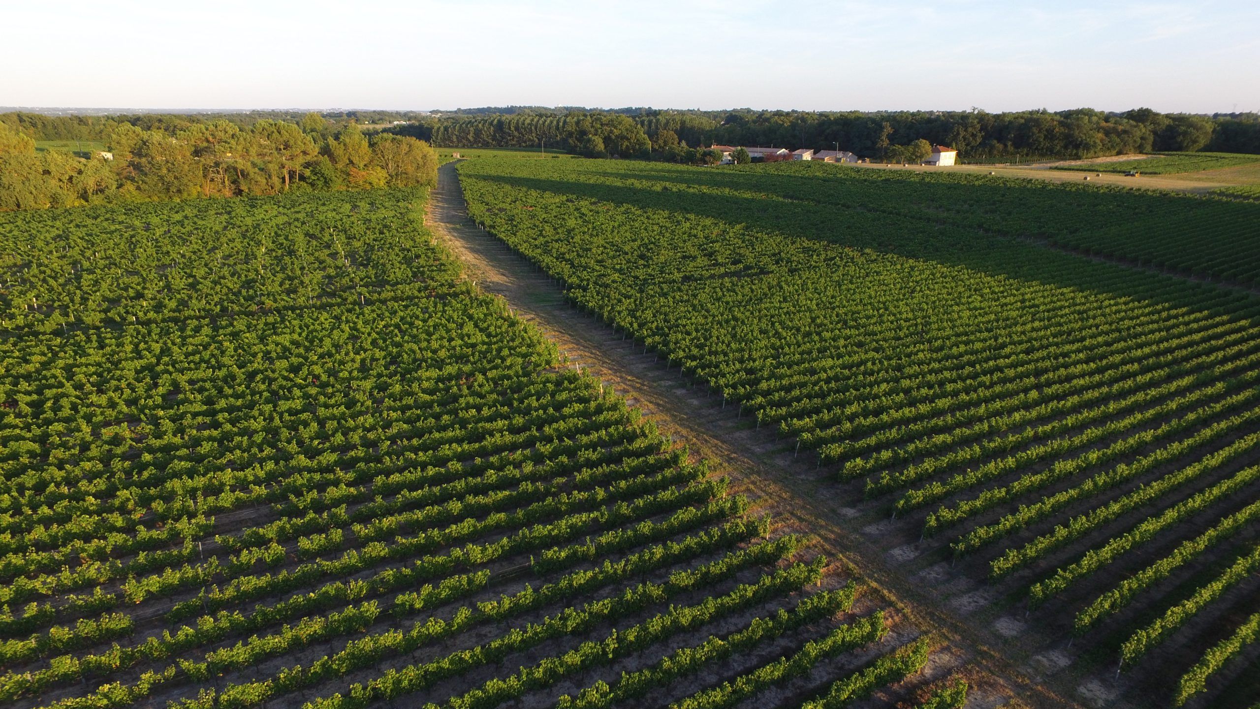 Château Lafleur de Viaud - Lalande-de-Pomerol