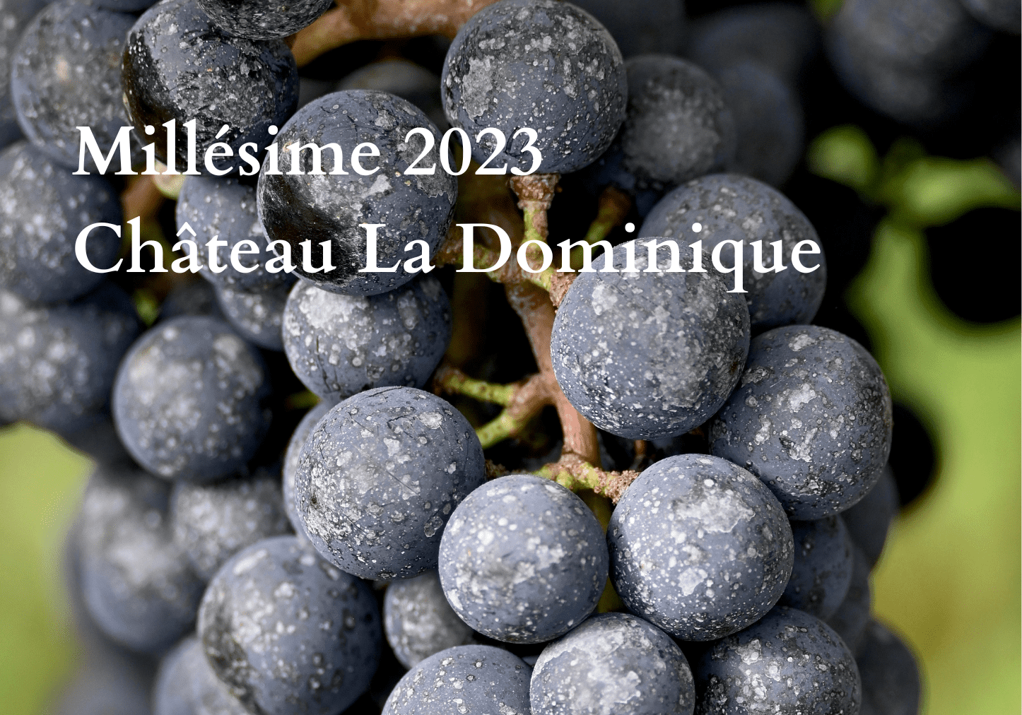 Château la Dominique — photo 2