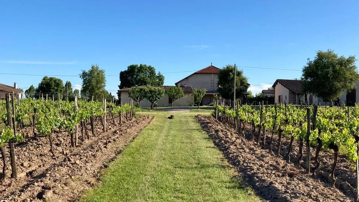Château Vilatte — photo 4