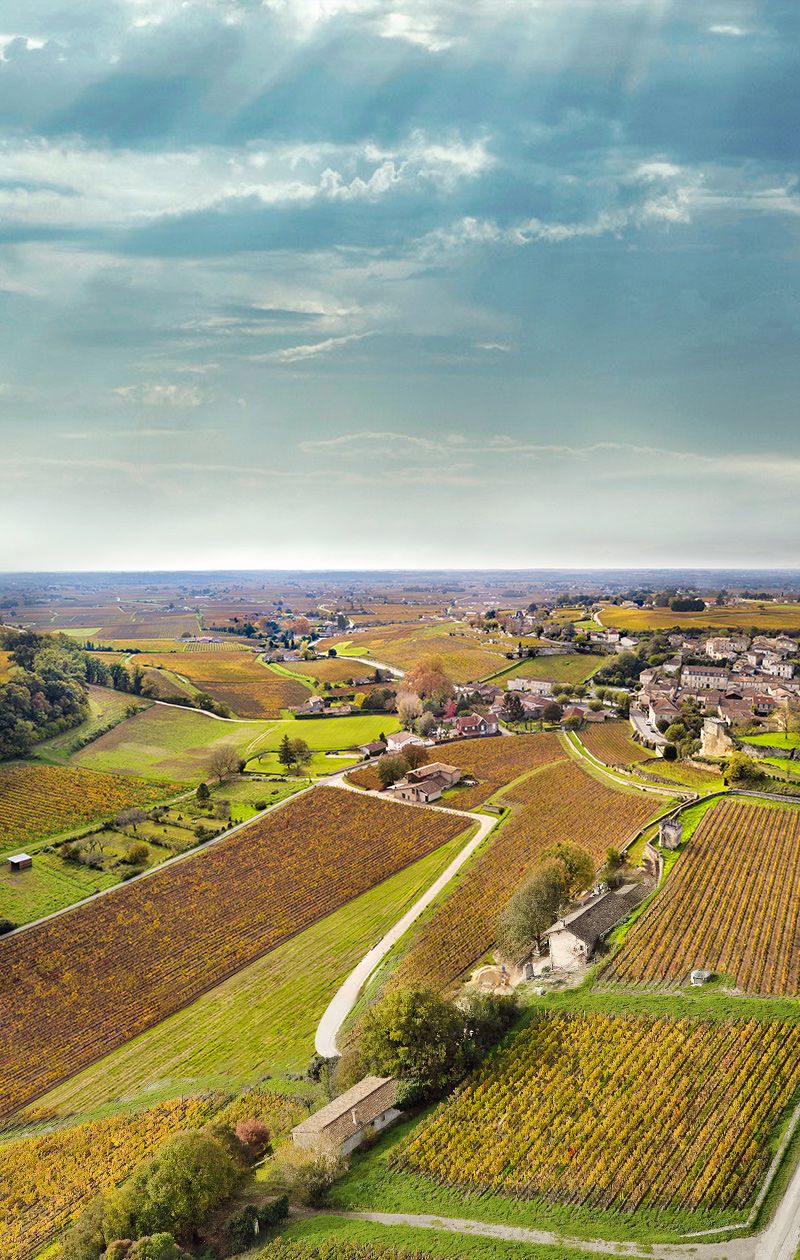 The Wines