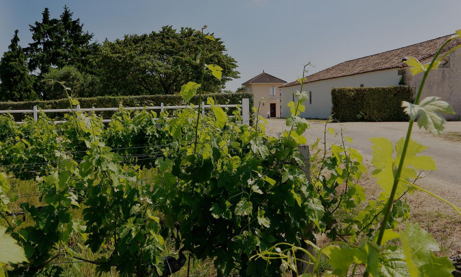 Château Labadie - Médoc