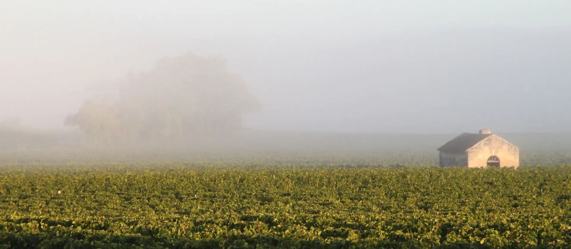 Vignoble silvestrini <span> depuis 1958 </span>