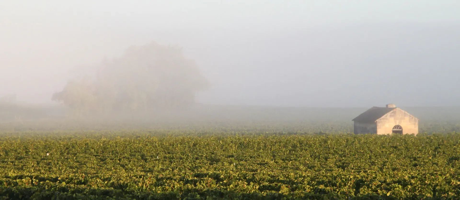 Vignoble silvestrini <span> depuis 1958 </span>